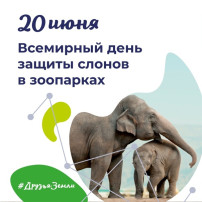 Всемирный день защиты слонов в зоопарках. Всемирный день защиты слонов в зоопарках.